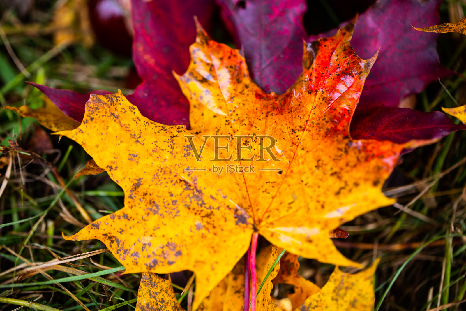 红叶夹在黄叶之间,是秋天照片摄影图片