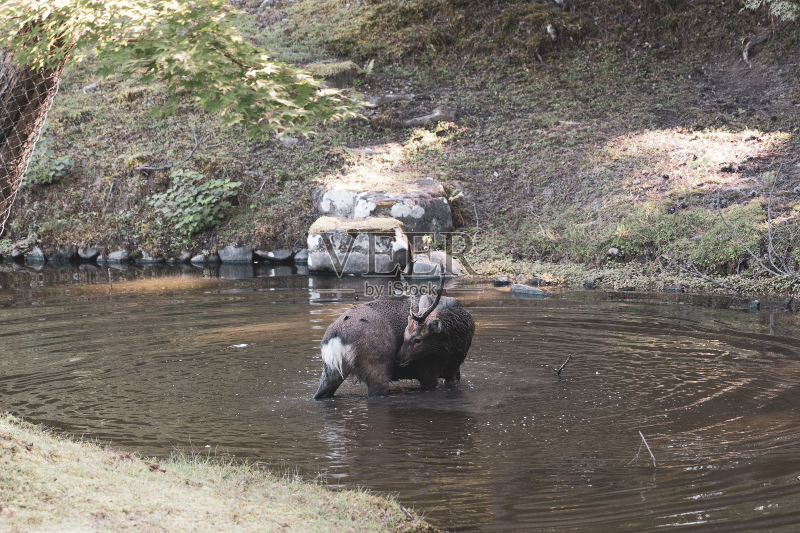 一只野外的雄鹿。照片摄影图片