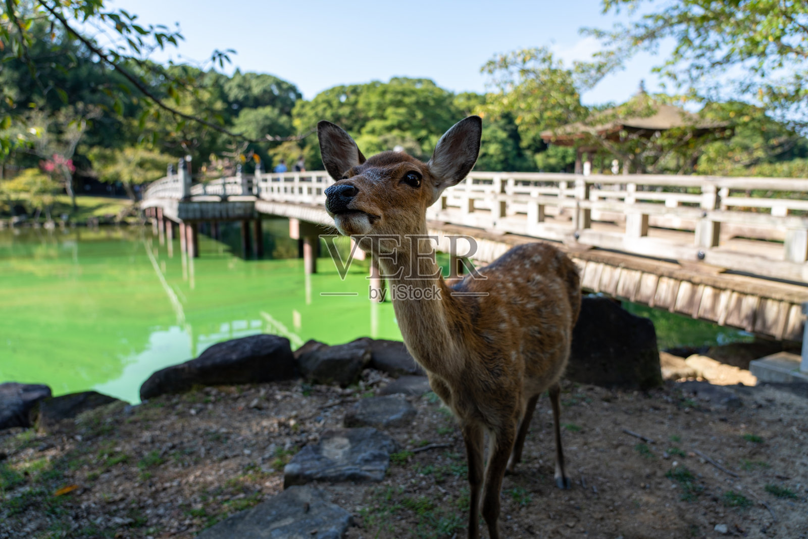 一只鹿。照片摄影图片