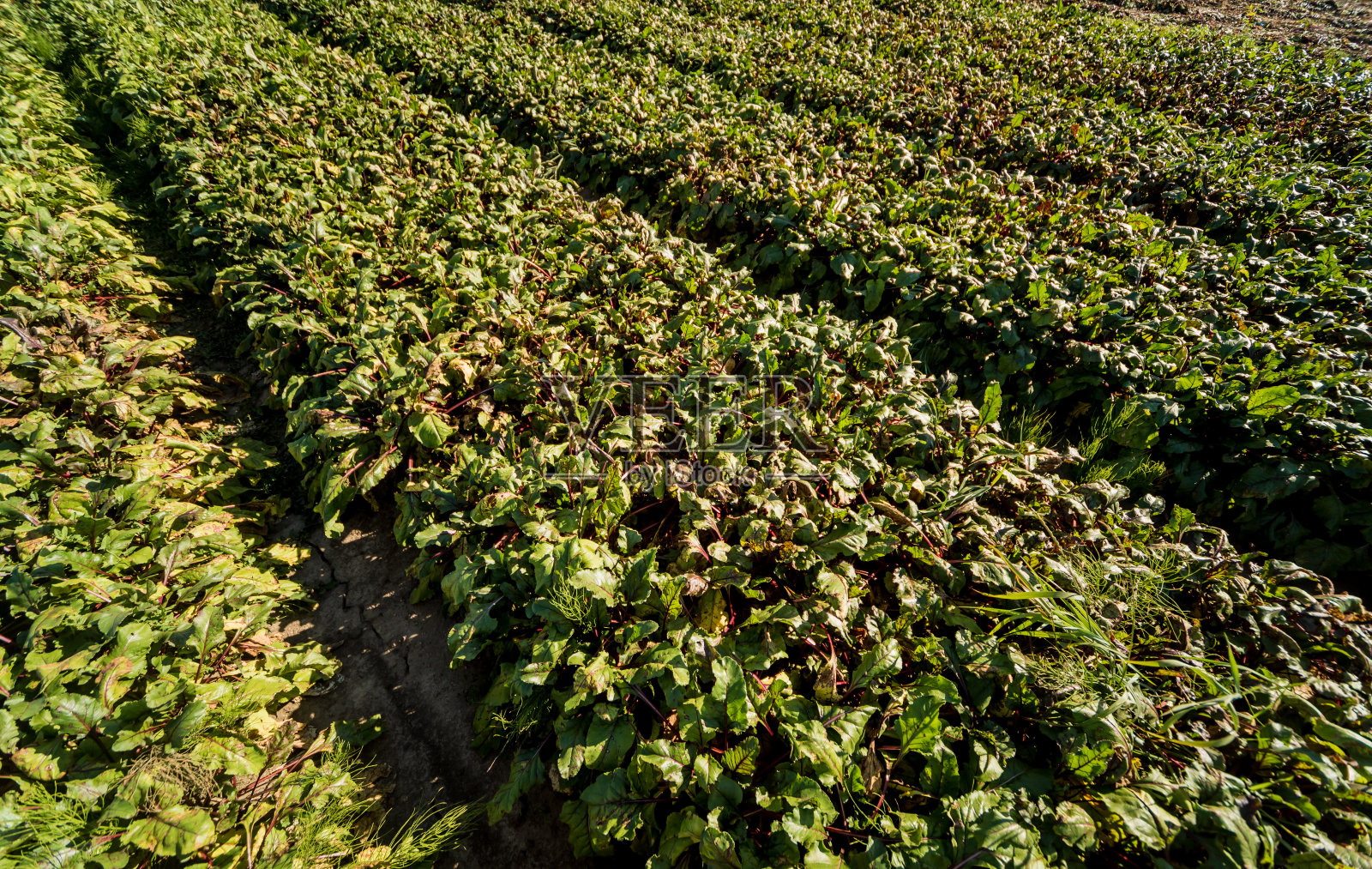用手收割处理甜菜根田照片摄影图片