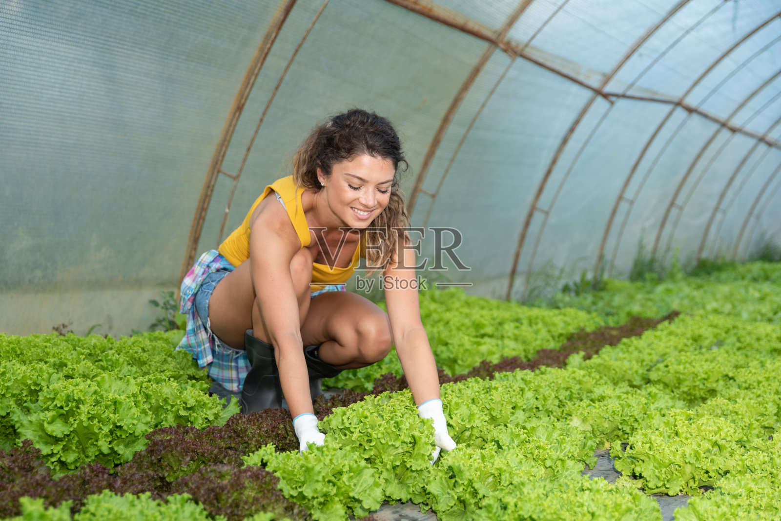 年轻的农妇看着她温室里的蔬菜,检查绿色沙拉的叶子,这是她的新业务,种植天然和有机的健康食品种植园照片摄影图片