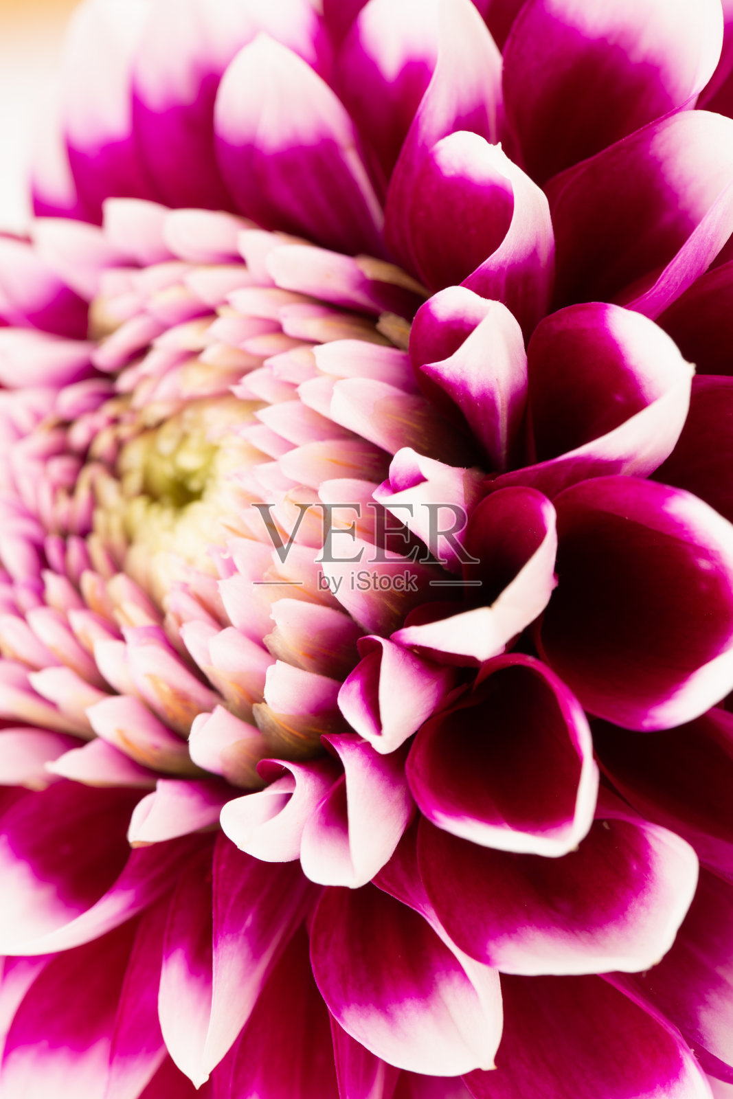 紫色大丽花的特写照片摄影图片