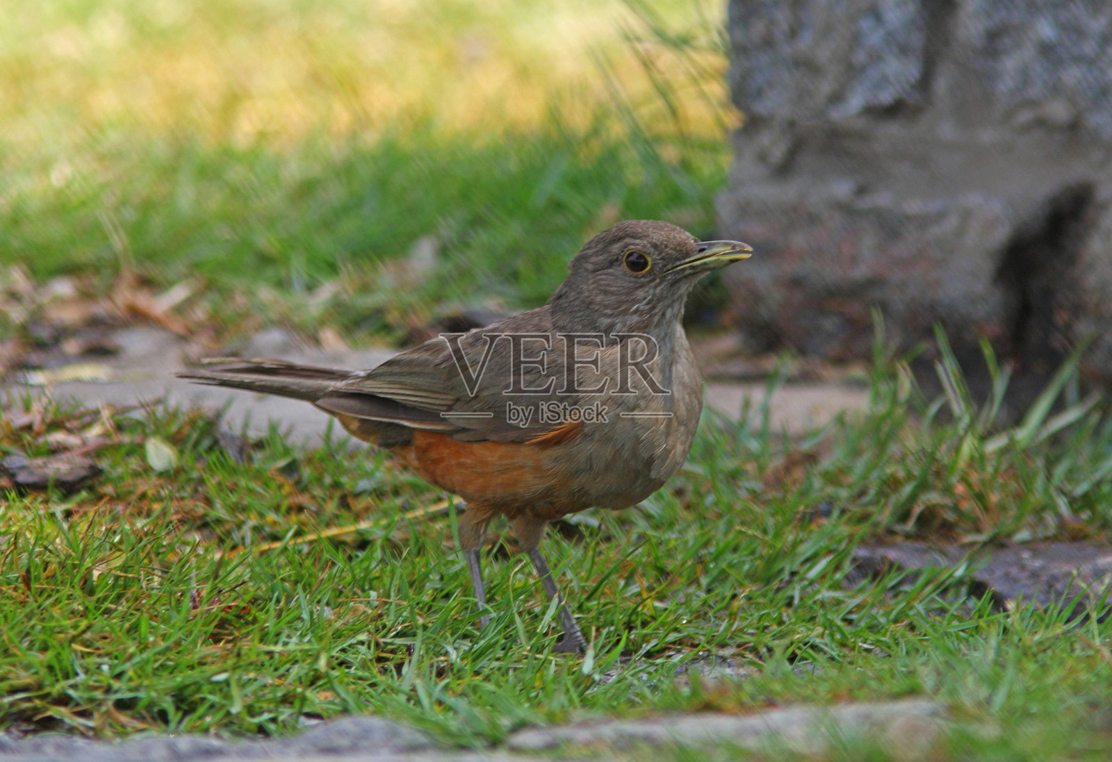Rufous-bellied画眉照片摄影图片
