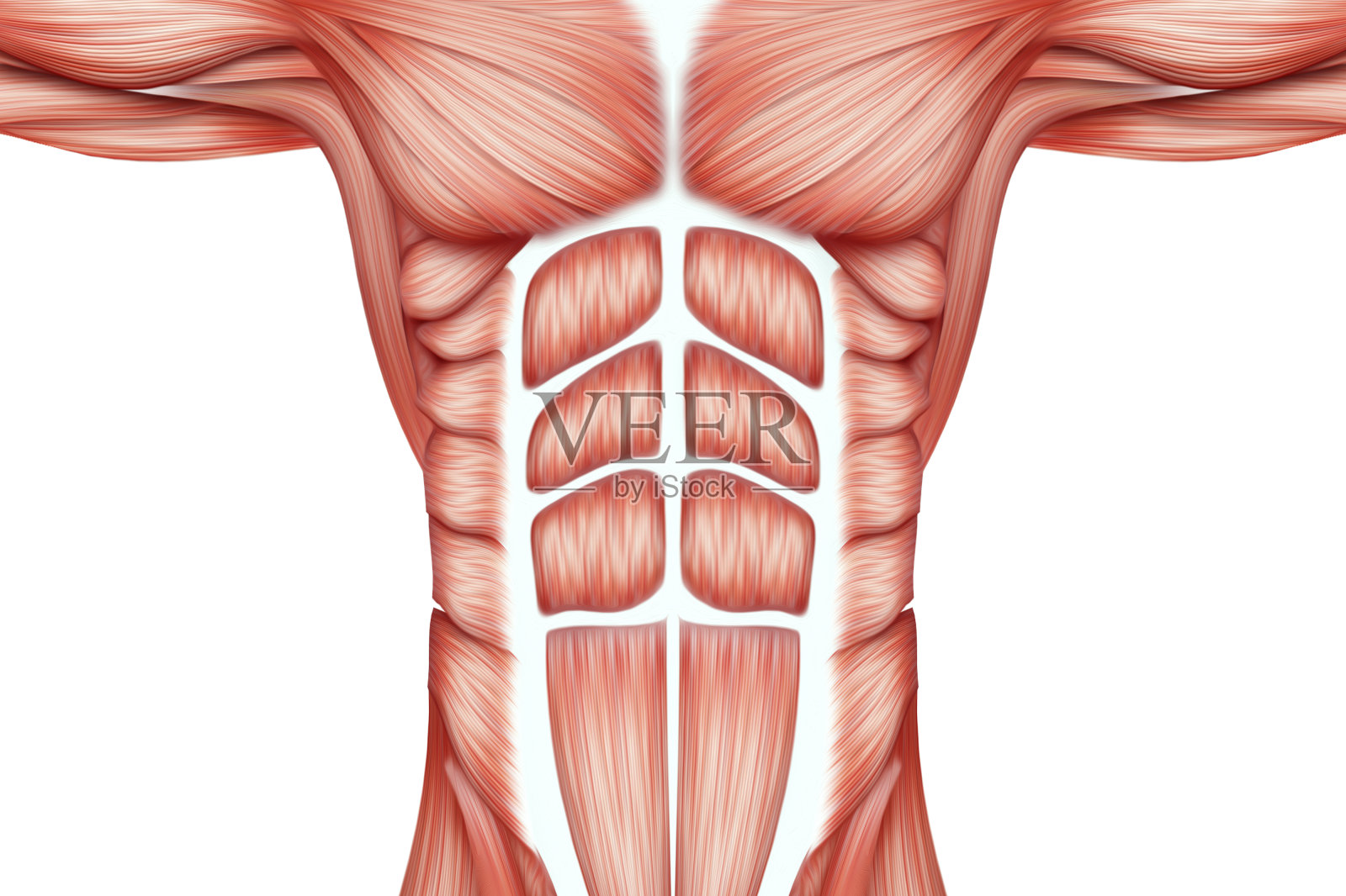 人体躯干肌肉的结构特写,肌肉系统的生物学。人类anotomy概念。3D插图,3D渲染。照片摄影图片