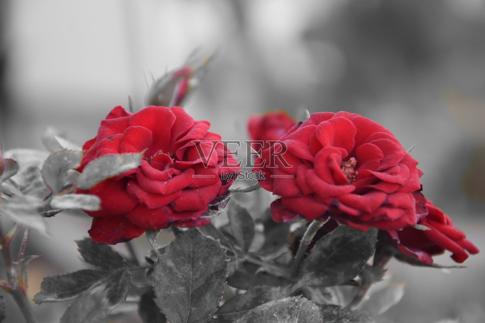 红玫瑰照片摄影图片