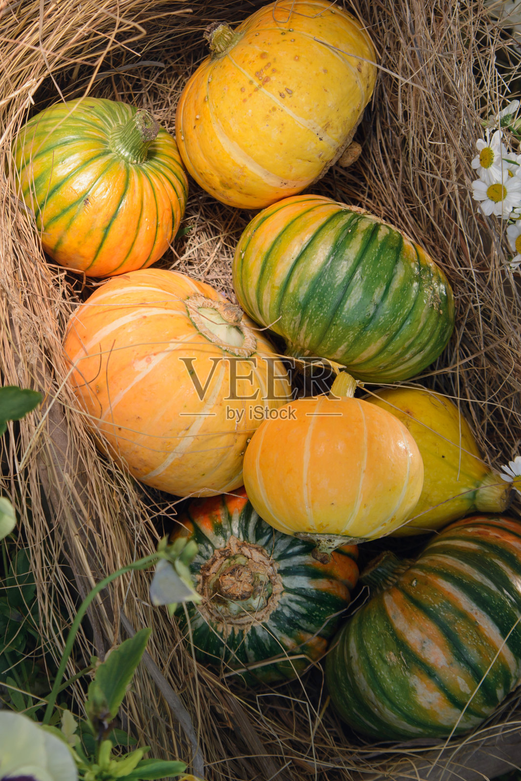 黄色和绿色的小南瓜放在一个木盒子里,旁边是干草,背景是花照片摄影图片