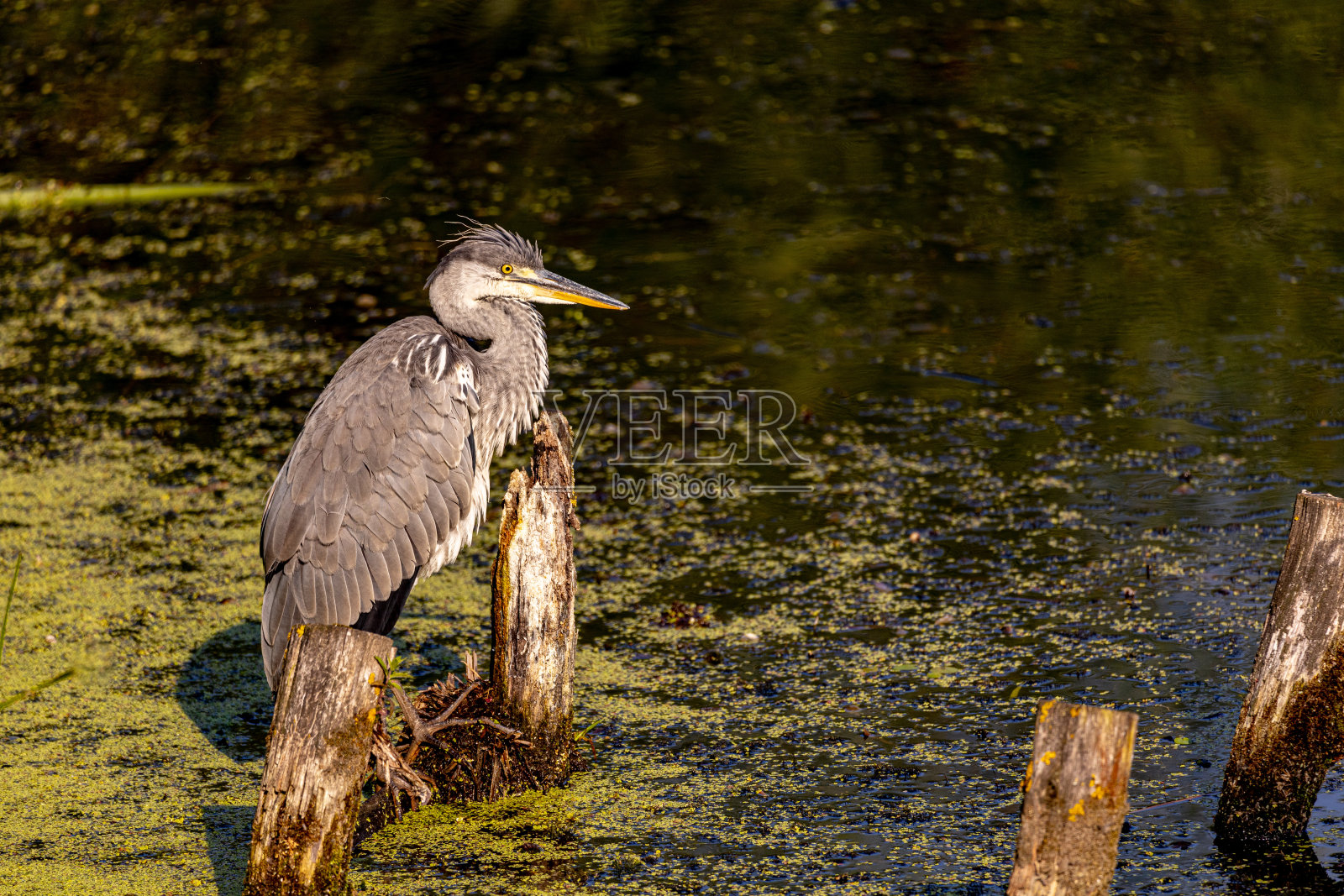 清晨时分,大蓝鹭在当地池塘钓鱼照片摄影图片