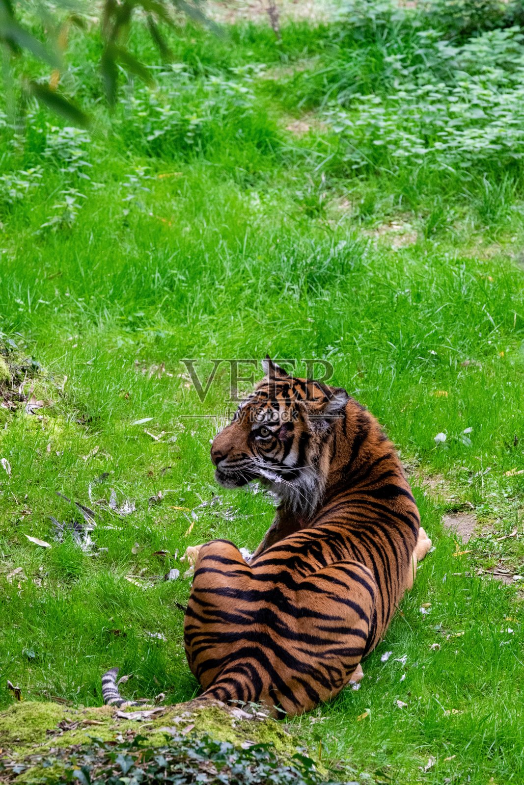 草丛中老虎的画像照片摄影图片