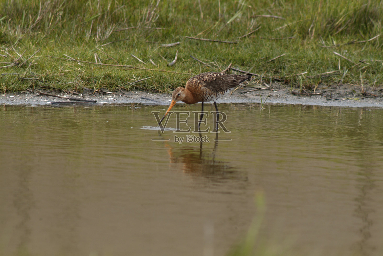 黑人尾随黑尾豫照片摄影图片