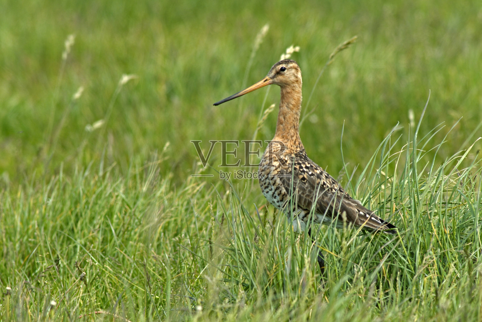 黑人尾随黑尾豫照片摄影图片
