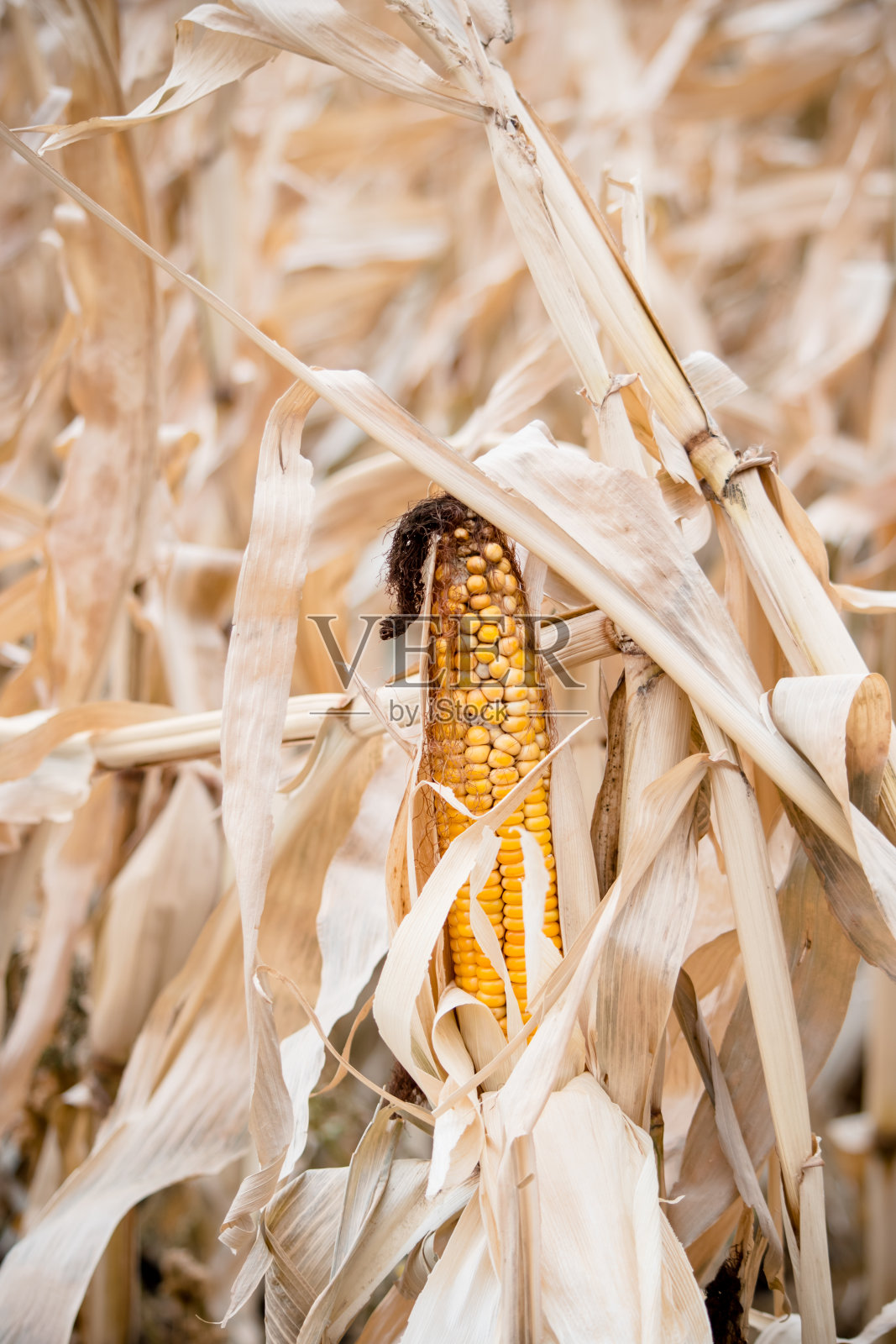 干玉米植株照片摄影图片