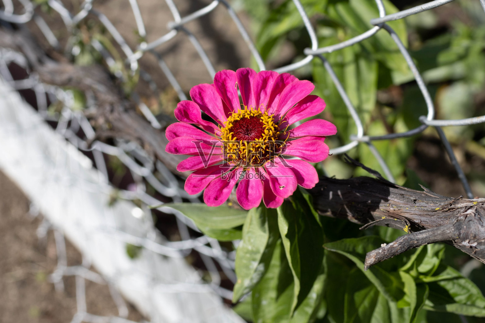 孤独的粉红色百日菊从篱笆中逃走照片摄影图片