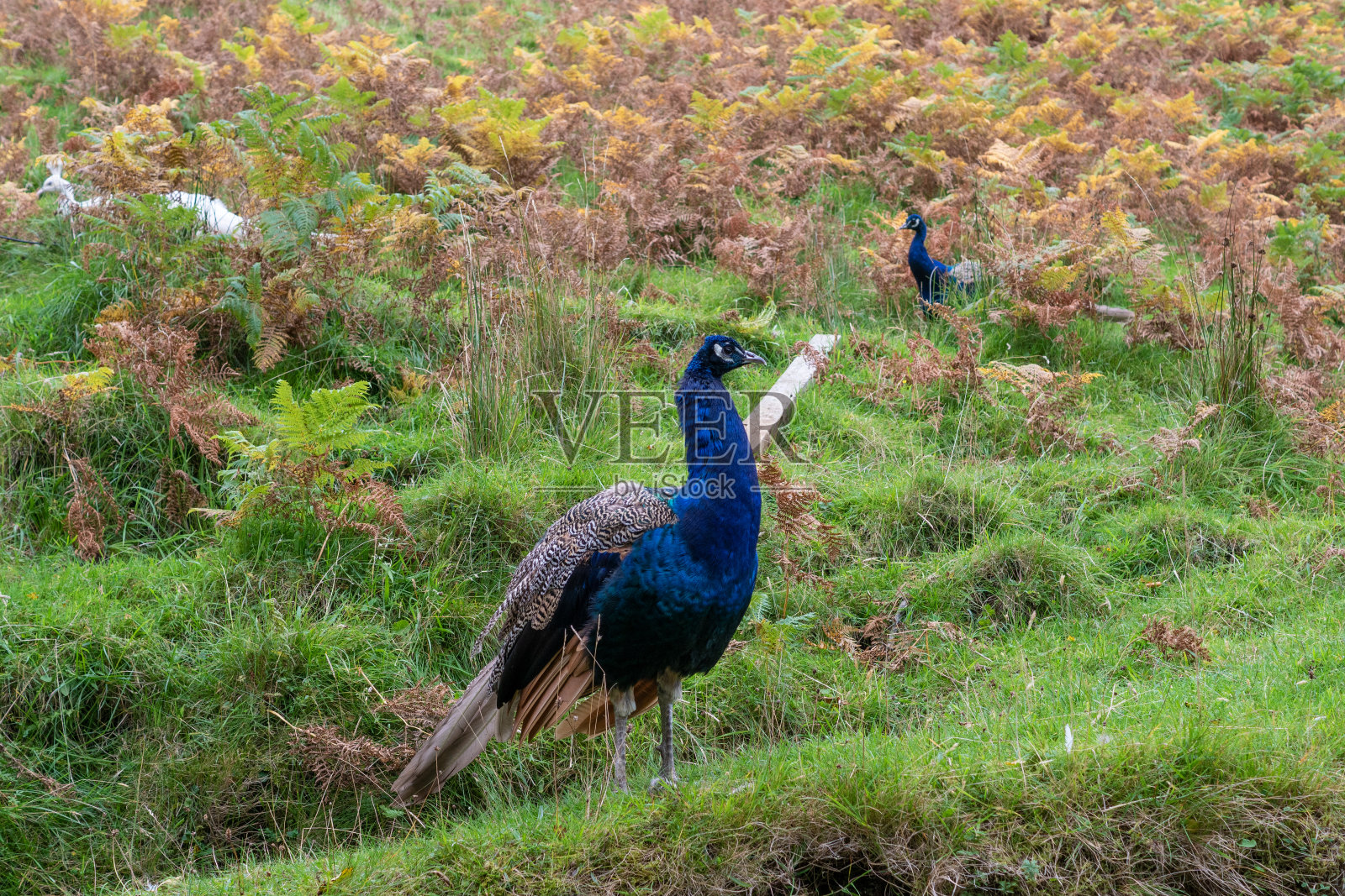 草丛中的孔雀照片摄影图片