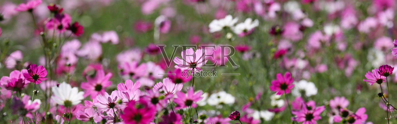 宇宙的各色花园照片摄影图片