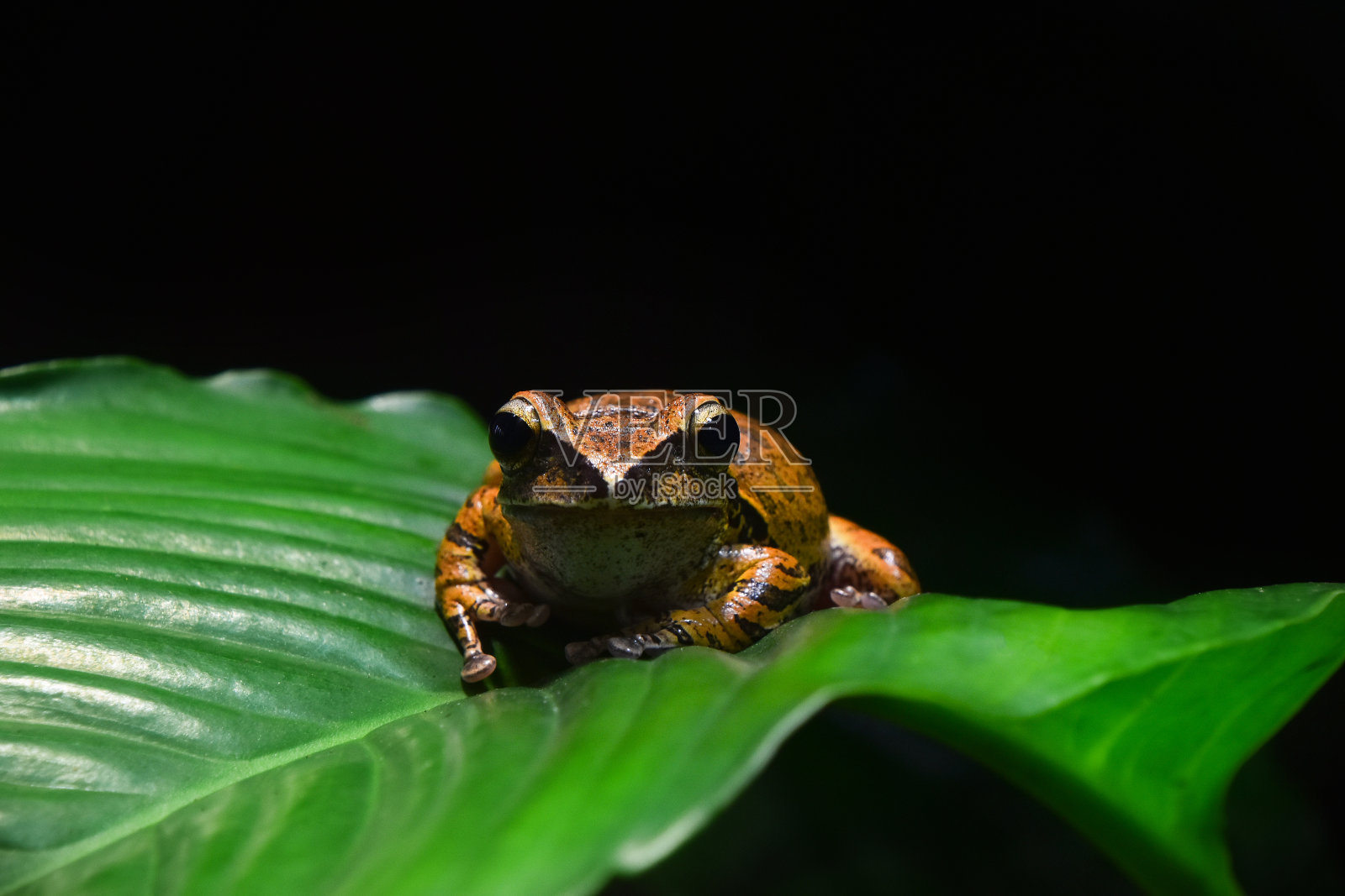 棕色斑点腿树蛙在绿色棕榈叶上照片摄影图片