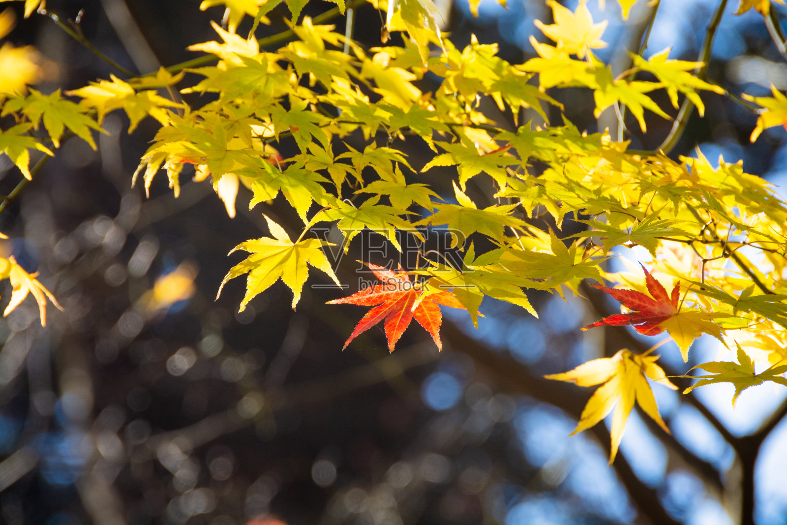 黄色的叶子,叶子顶端开始变红照片摄影图片