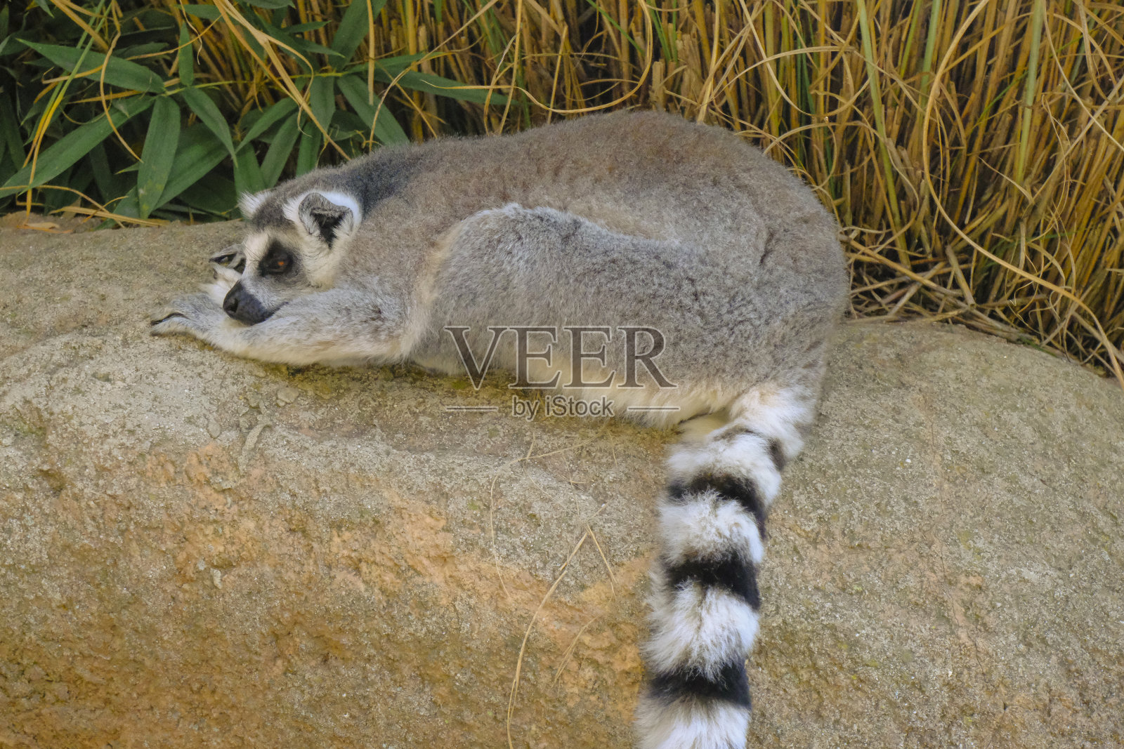 带条纹尾巴的棕色狐猴在岩石上睡觉。野生动物的概念照片摄影图片
