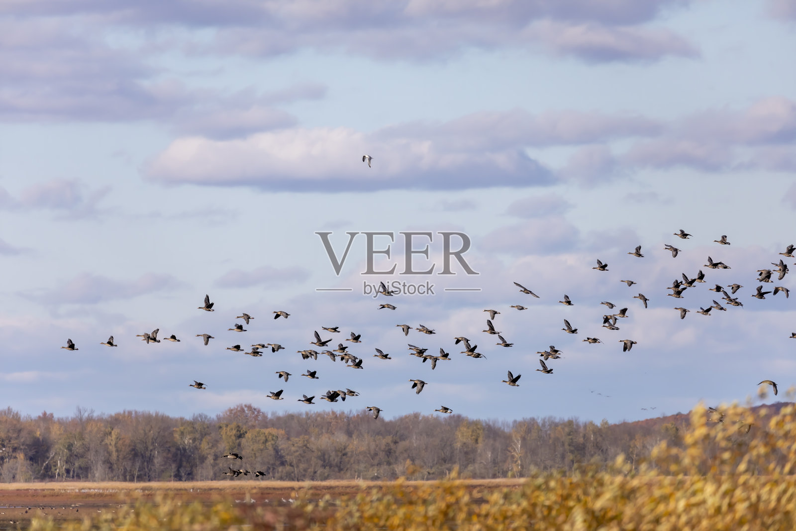 大白头鹅的迁徙群照片摄影图片