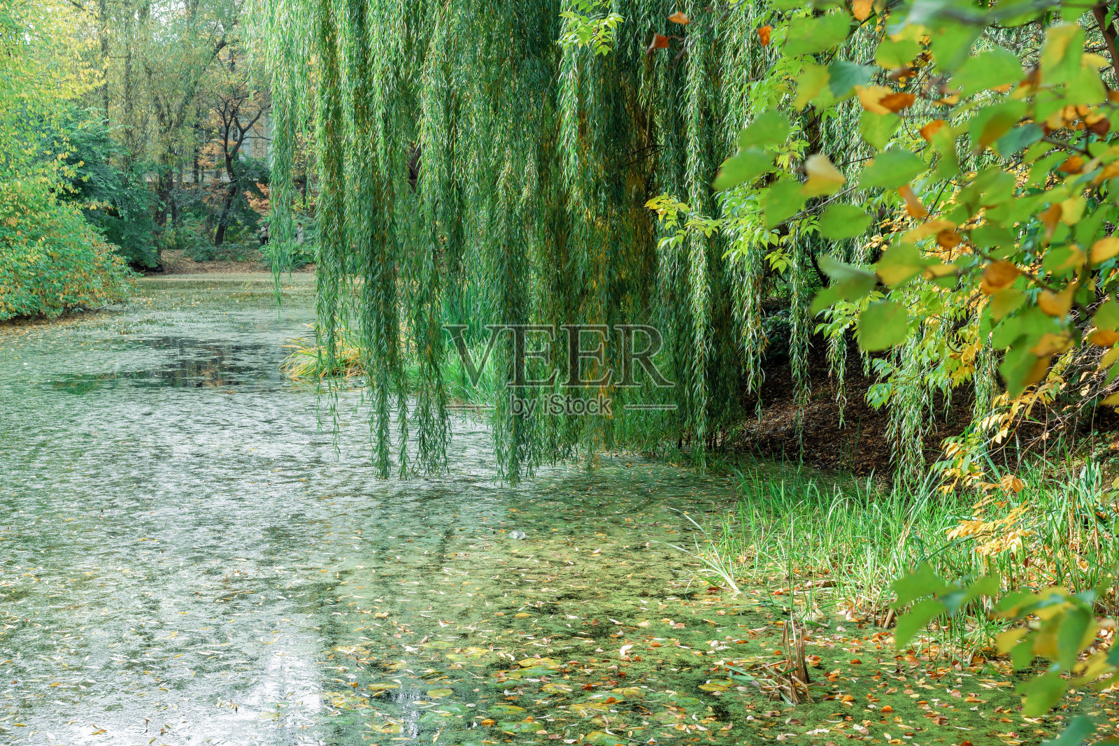 秋天公园的湖面上垂着垂柳。照片摄影图片