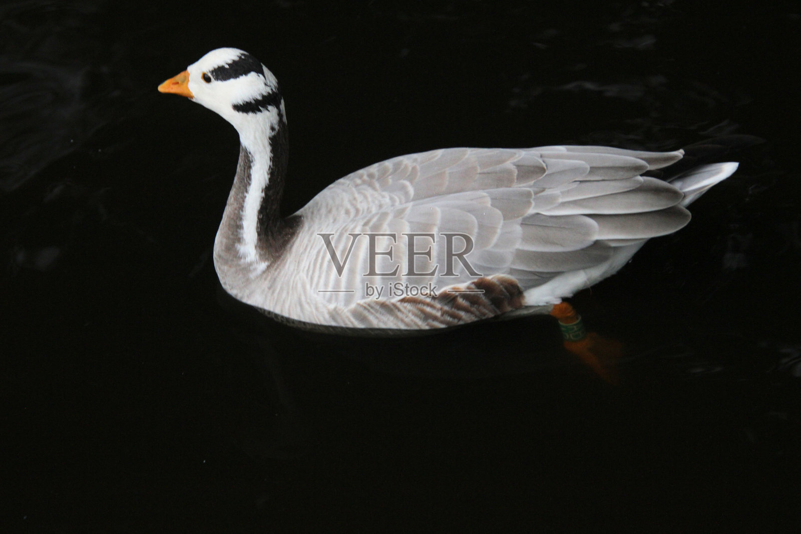 一个酒吧头鹅的特写照片摄影图片