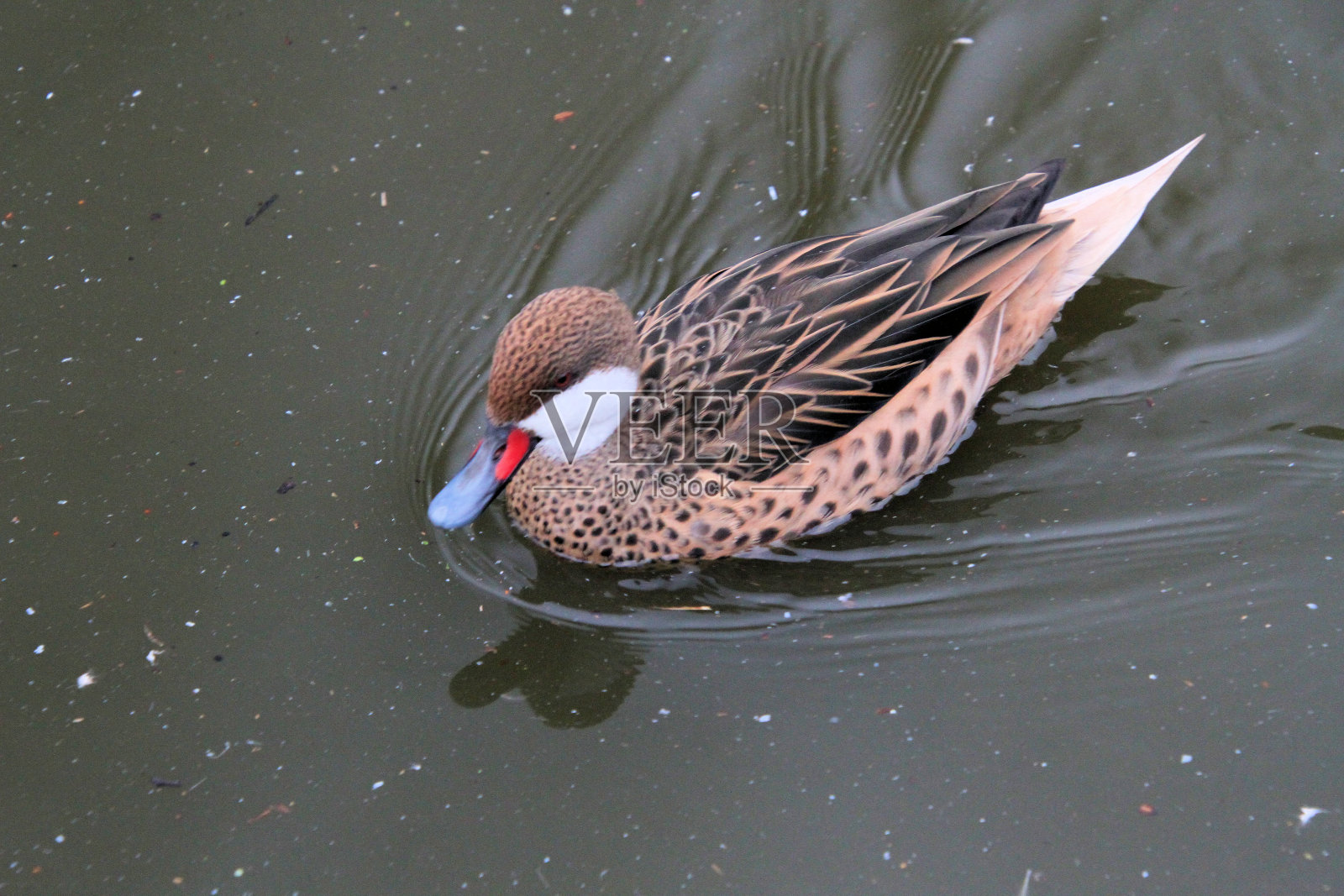 水面上的一只蓝鲸照片摄影图片