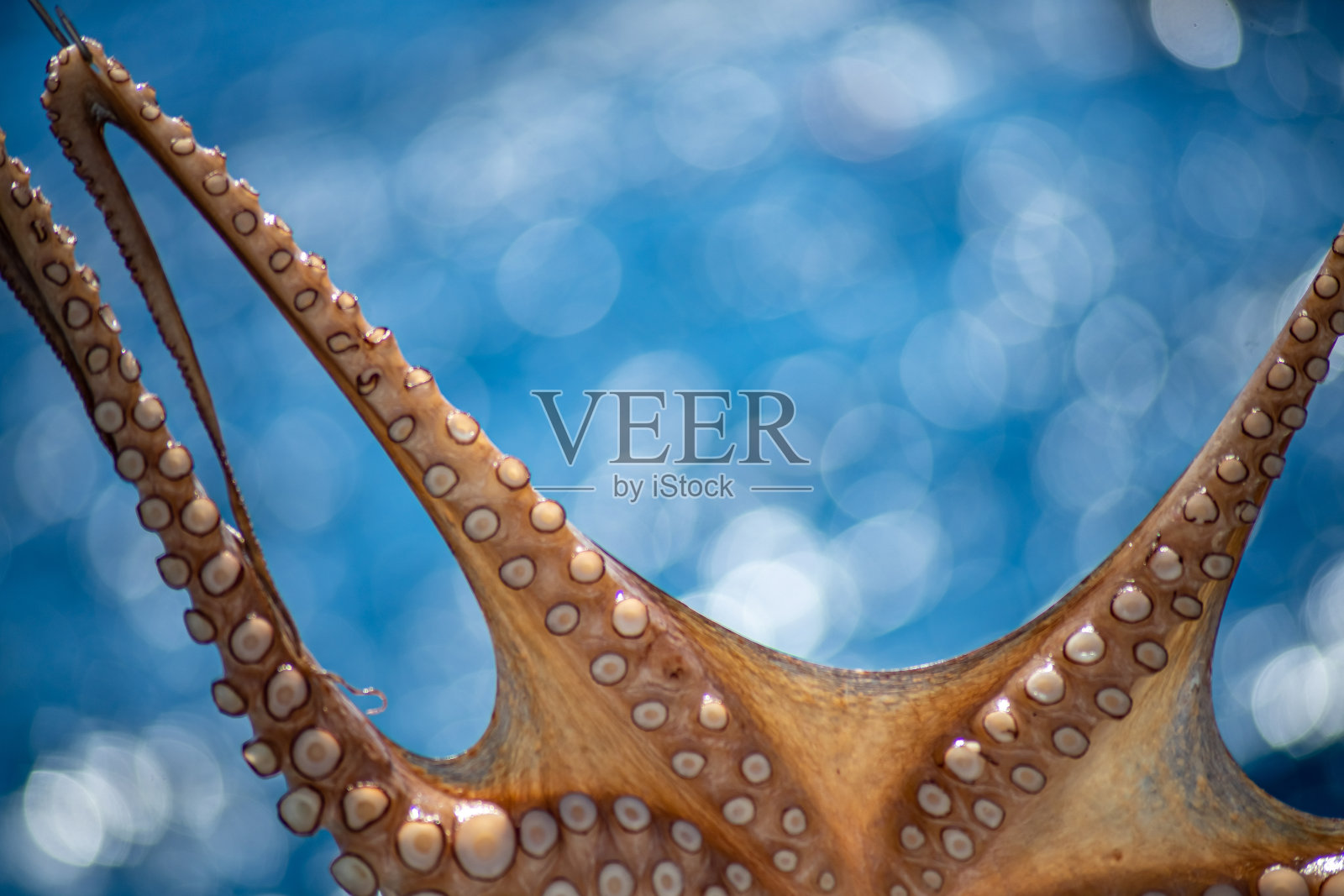 圣托里尼岛晒干的章鱼照片摄影图片