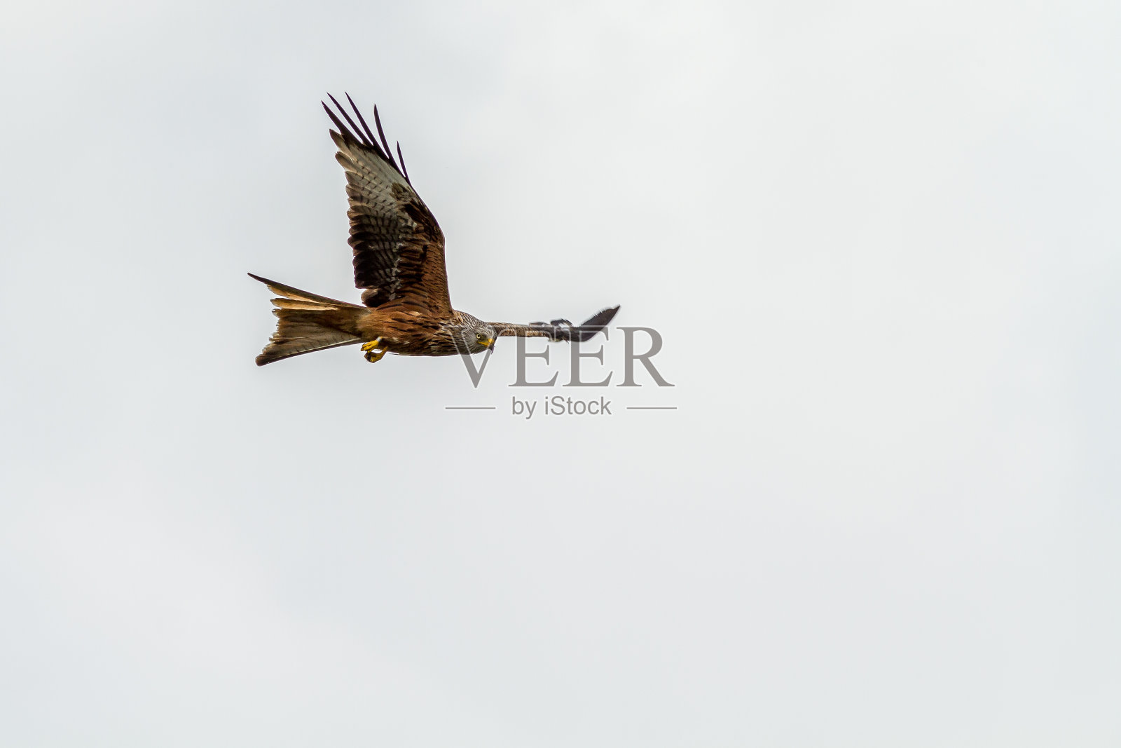 红色的风筝照片摄影图片