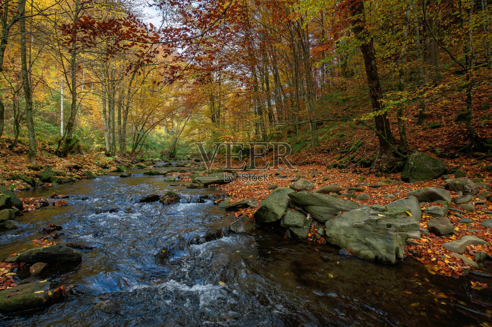 山毛榉林中的山河照片摄影图片