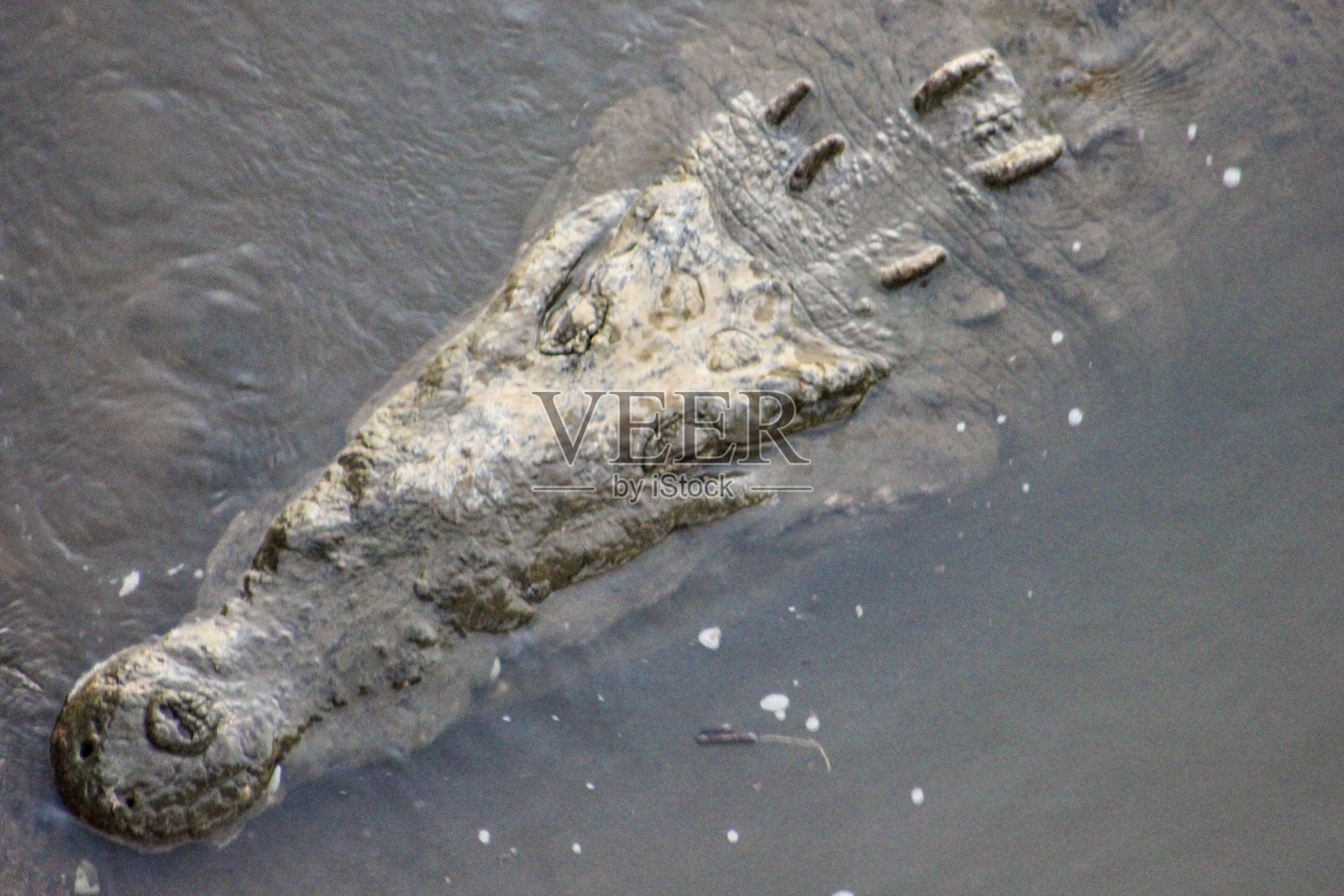 古代鳄鱼姥照片摄影图片