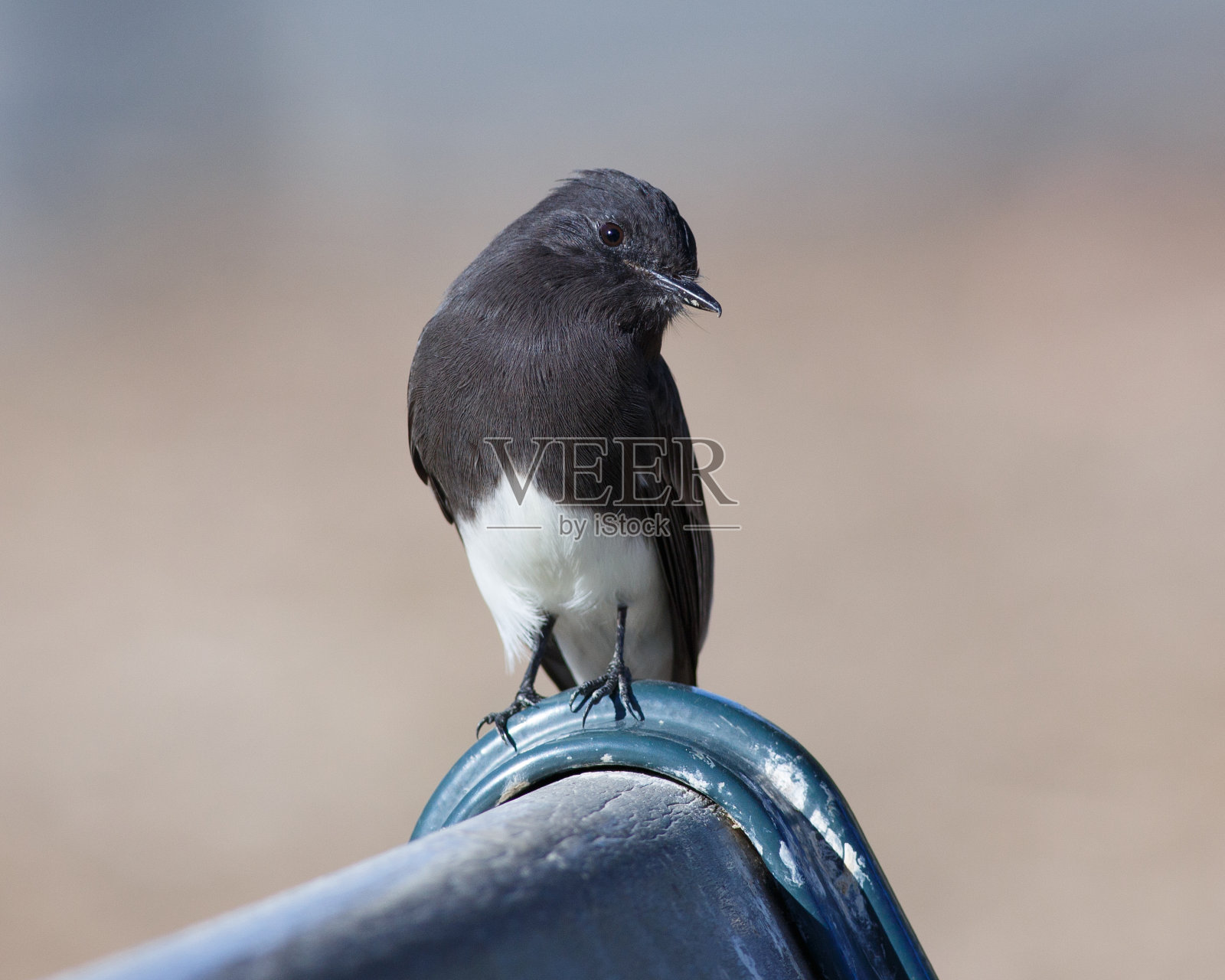 黑菲比坐在长凳上照片摄影图片