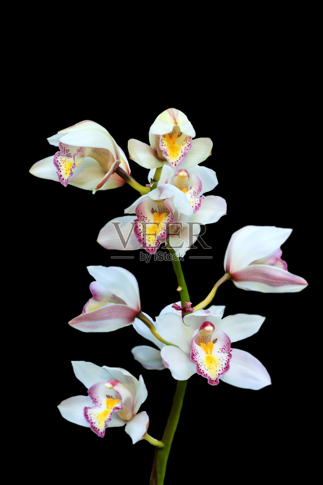 白色兰花孤立在黑色背景上照片摄影图片