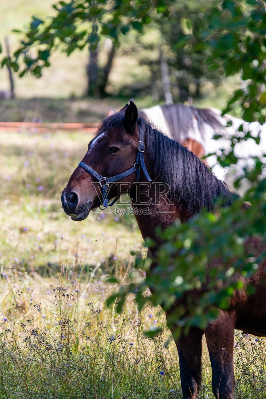 草地上的马的肖像照片摄影图片