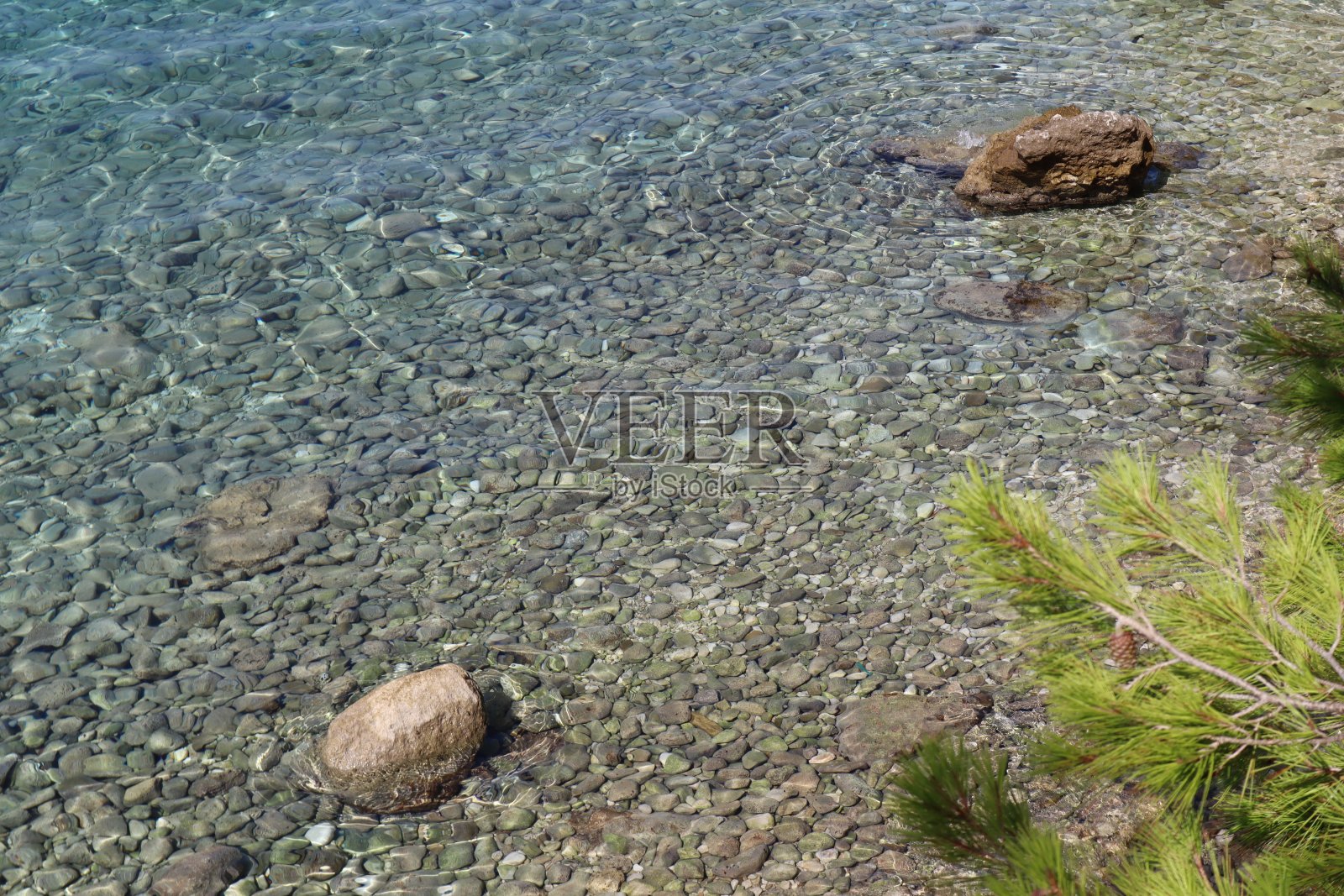 碧绿的亚得里亚海。石头和松树的树枝照片摄影图片