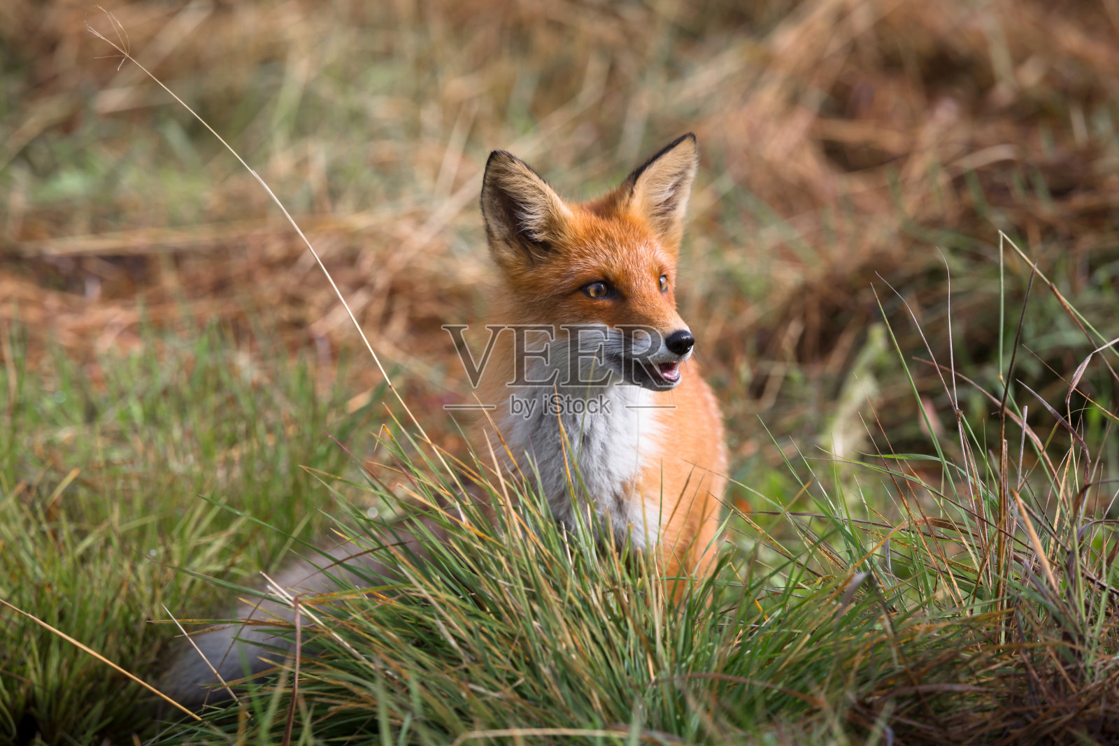 美丽的年轻红狐在野外。一只有着白色胸部的狡猾狐狸照片摄影图片
