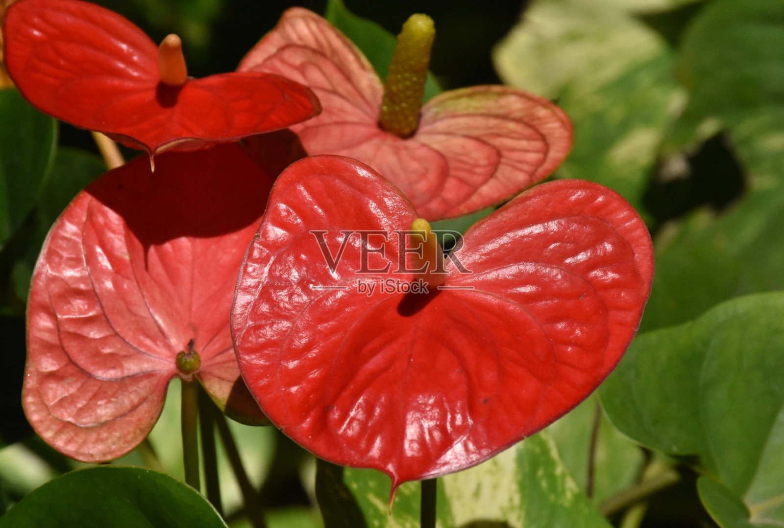 热带红花照片摄影图片