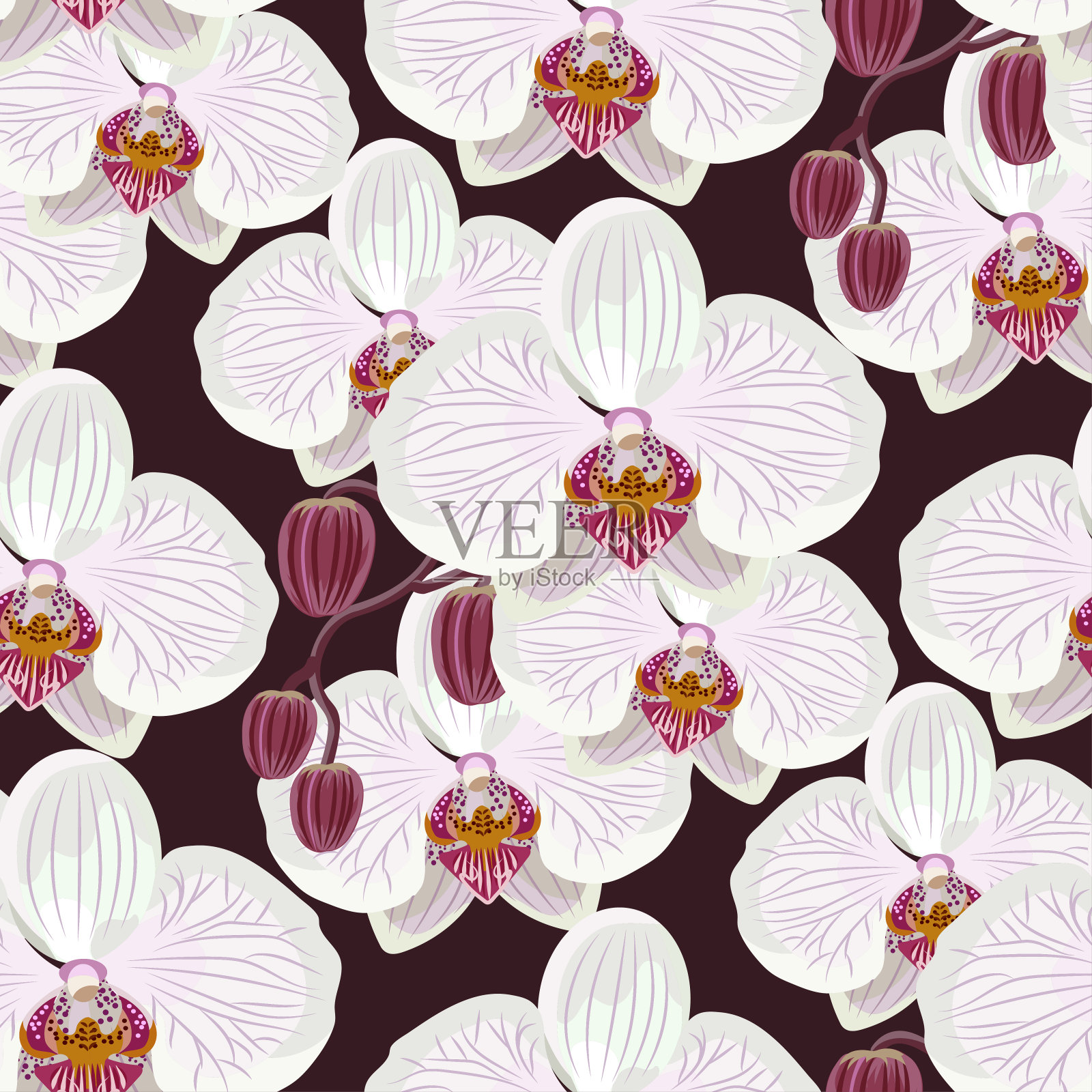 无缝图案与白色兰花插画图片素材