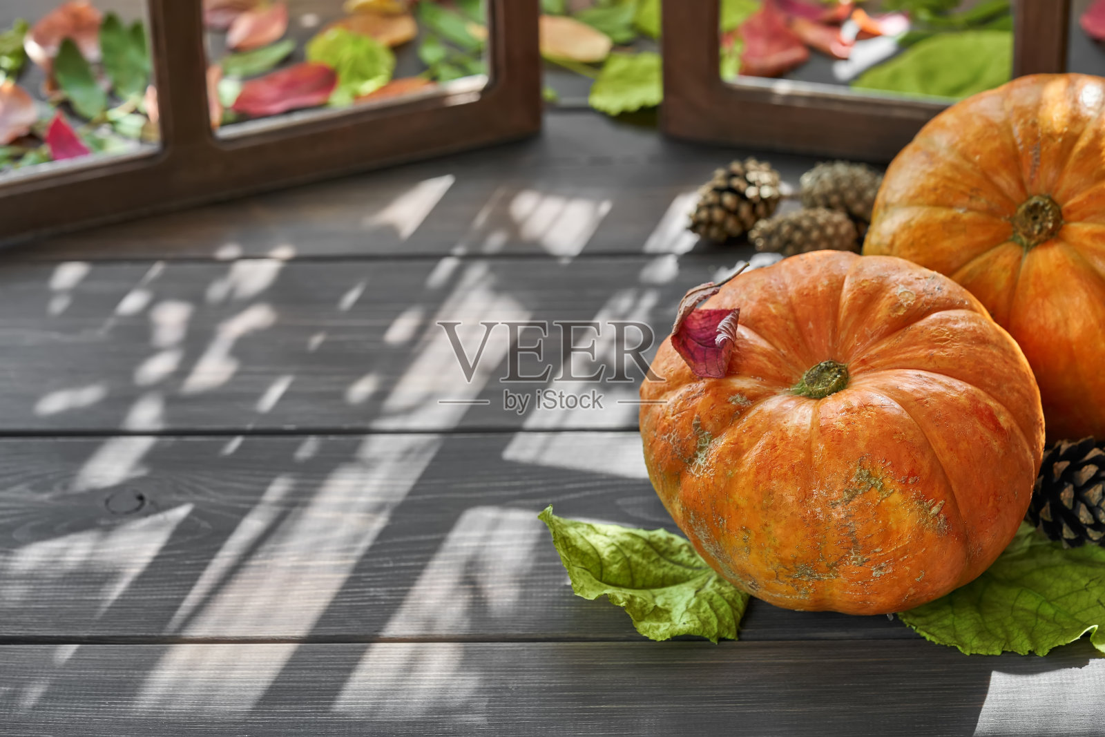 感恩节的概念照片摄影图片