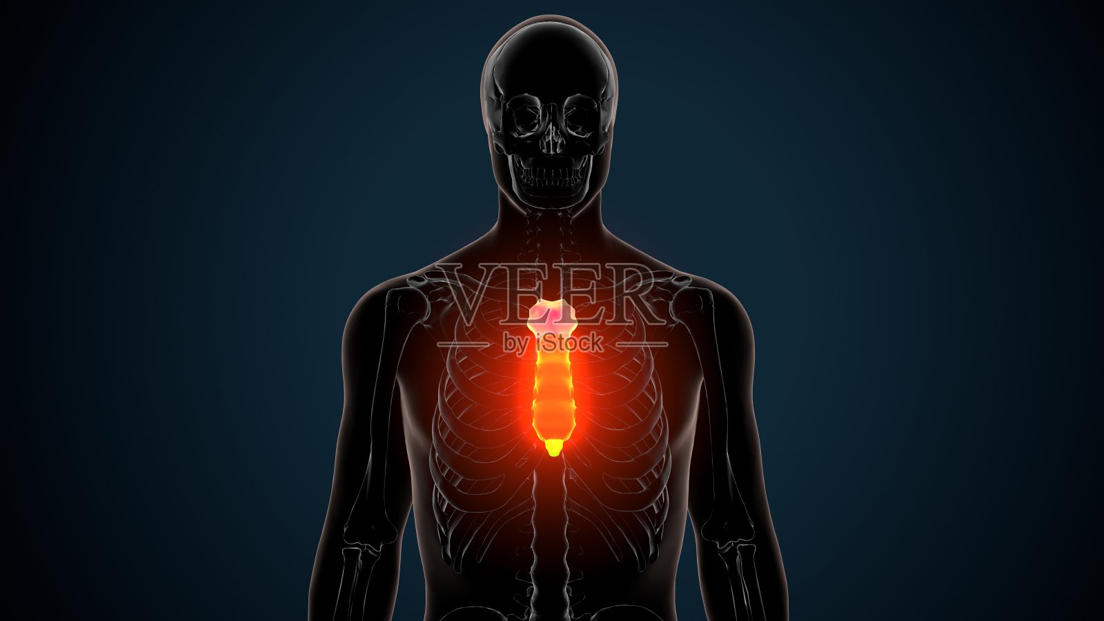 人体骨骼胸骨解剖的3d插图照片摄影图片