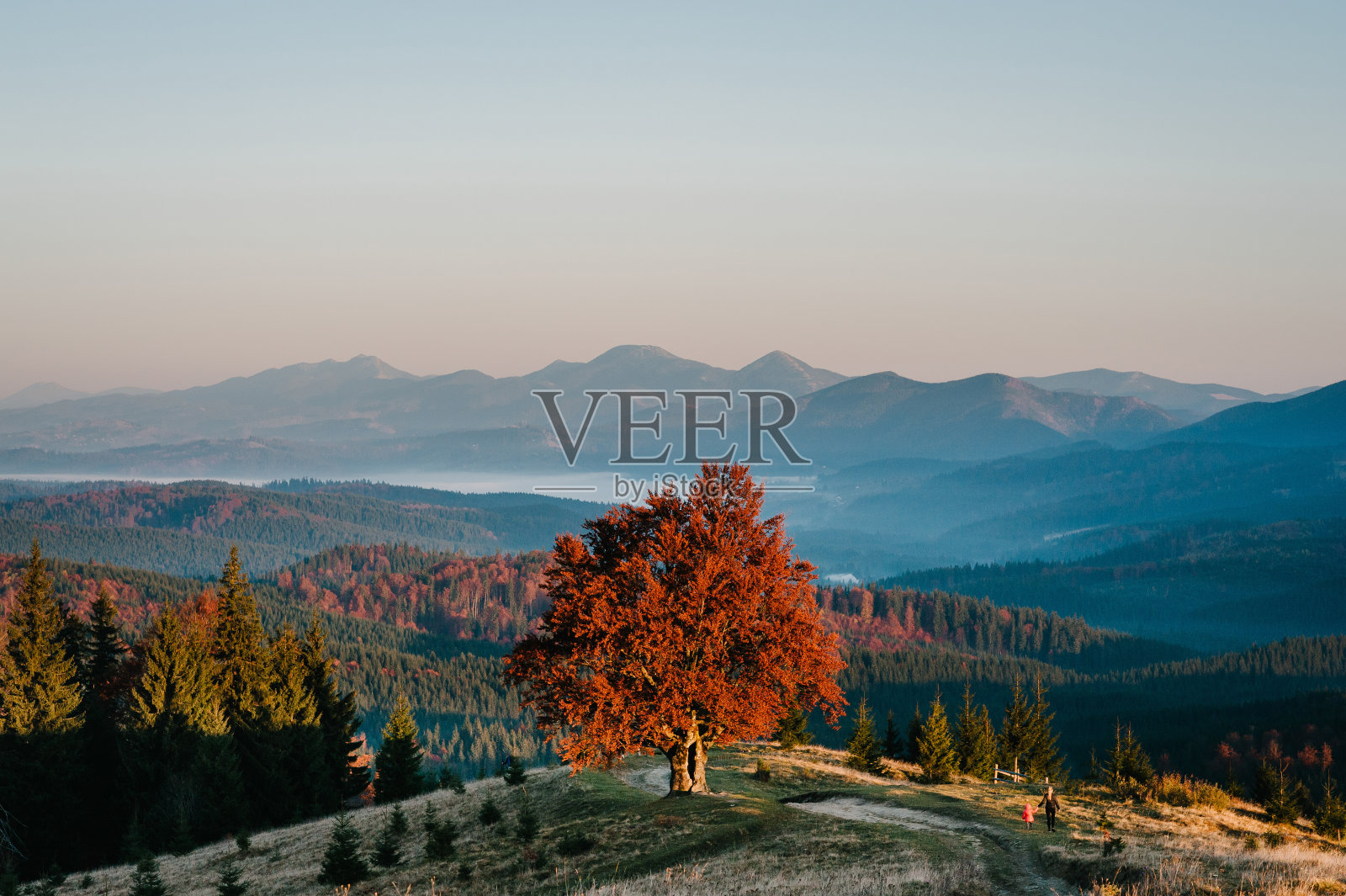 母亲和女儿一起享受时光,站在山顶日落的秋树旁。乡村的游客和徒步旅行者。旅行概念和旅行。后视图。照片摄影图片