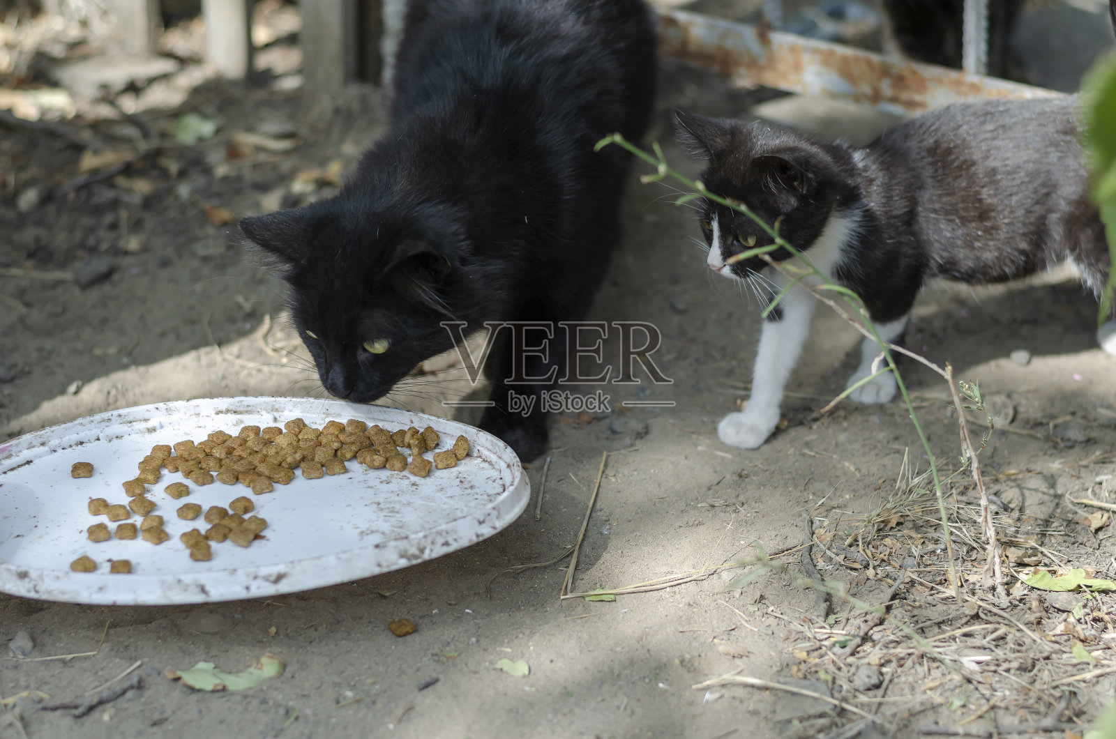 黑猫带着小猫吃街头喂食器的食物。照片摄影图片