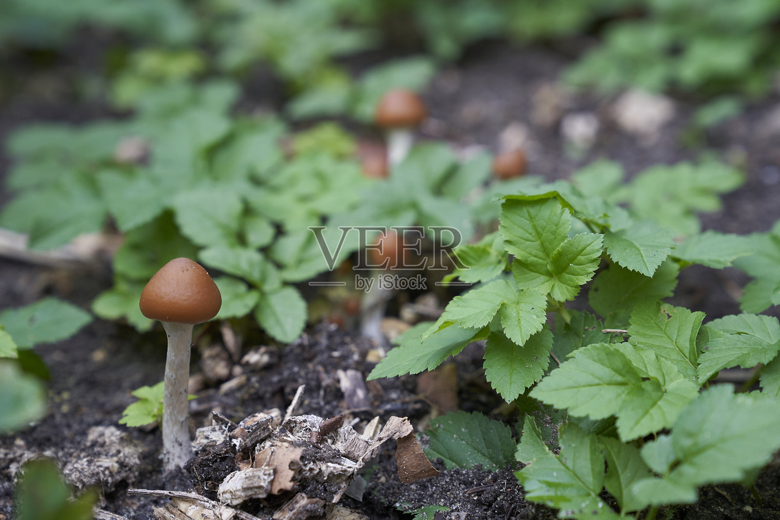 野生生长裸盖菇魔术蘑菇照片摄影图片