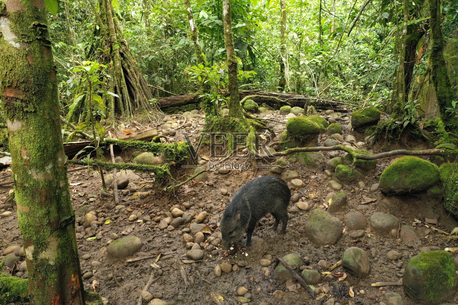 有领野猪、Pecari tajacu,座位有没有白色的在热带环境中照片摄影图片