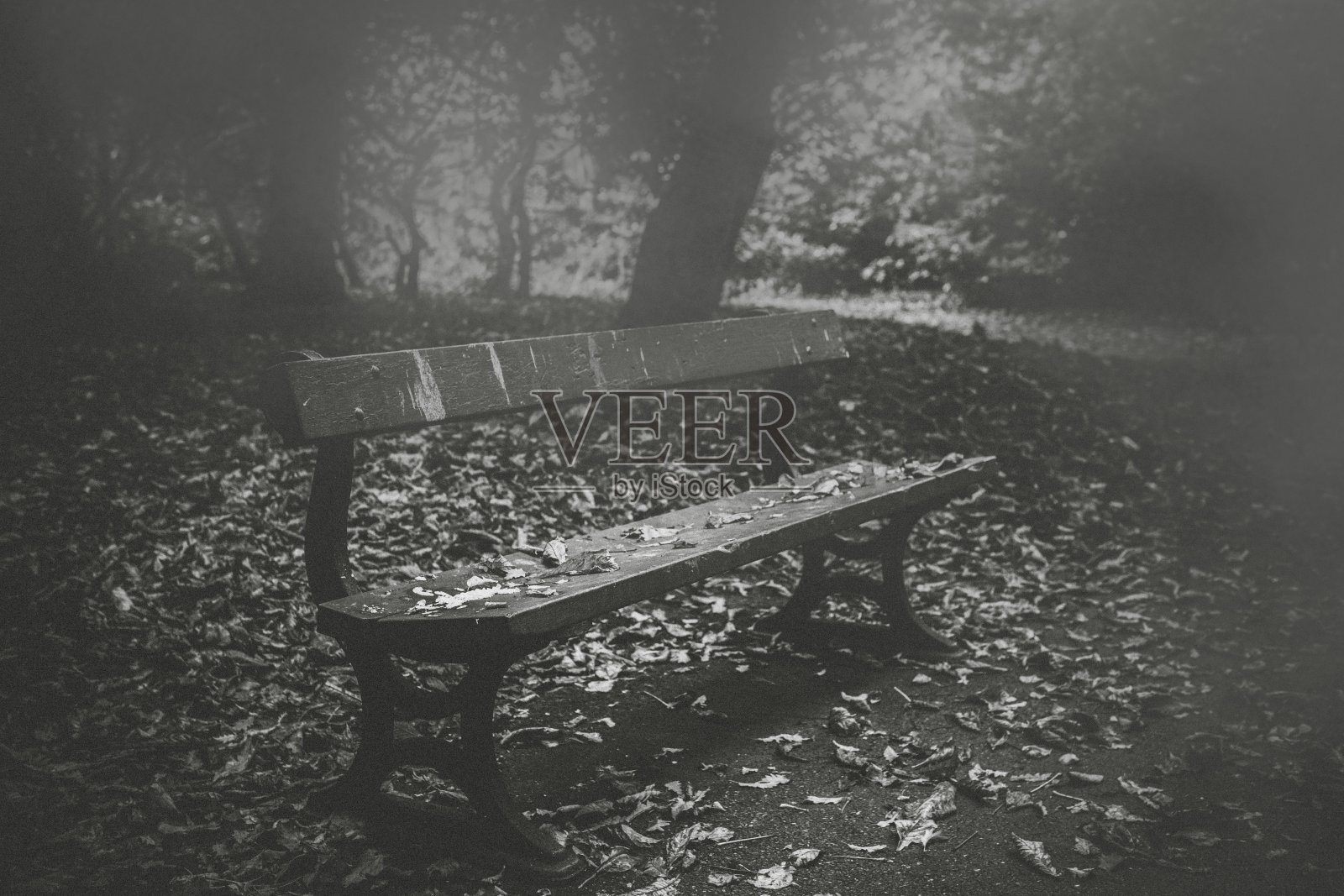 公园长椅森林雾雾树叶照片摄影图片