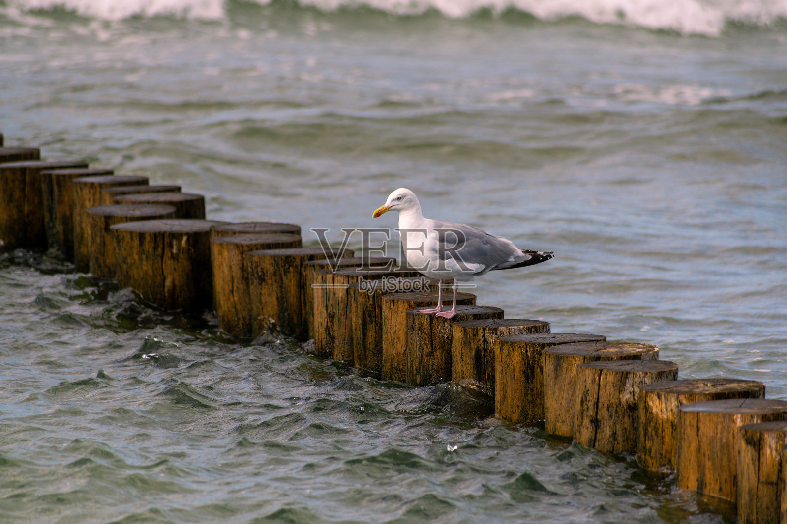 海鸥在Buhne照片摄影图片