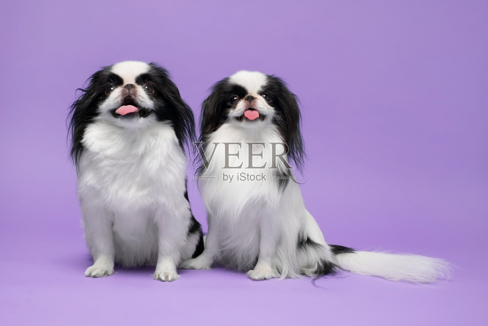 可爱的日本下巴对紫罗兰的背景。影棚拍摄照片摄影图片