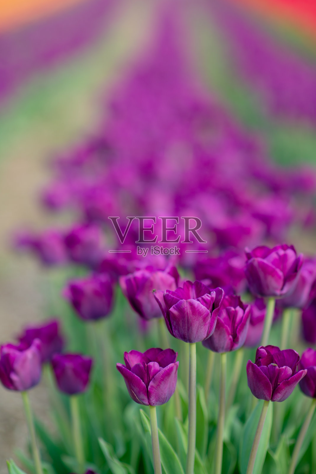 2018年5月23日,在加拿大拉瓦尔,郁金香农场盛开着五颜六色的鲜花照片摄影图片