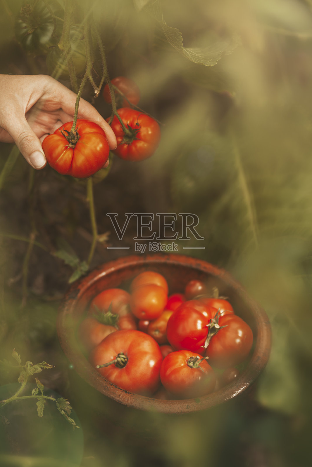 从灌木上摘熟的西红柿,菜园里种的蔬菜。在秋天收获照片摄影图片