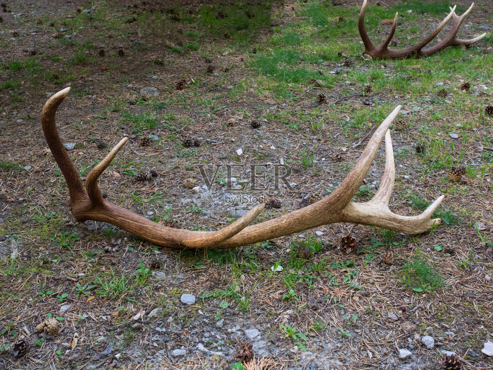 两角鹿在森林的地面上被松果包围照片摄影图片