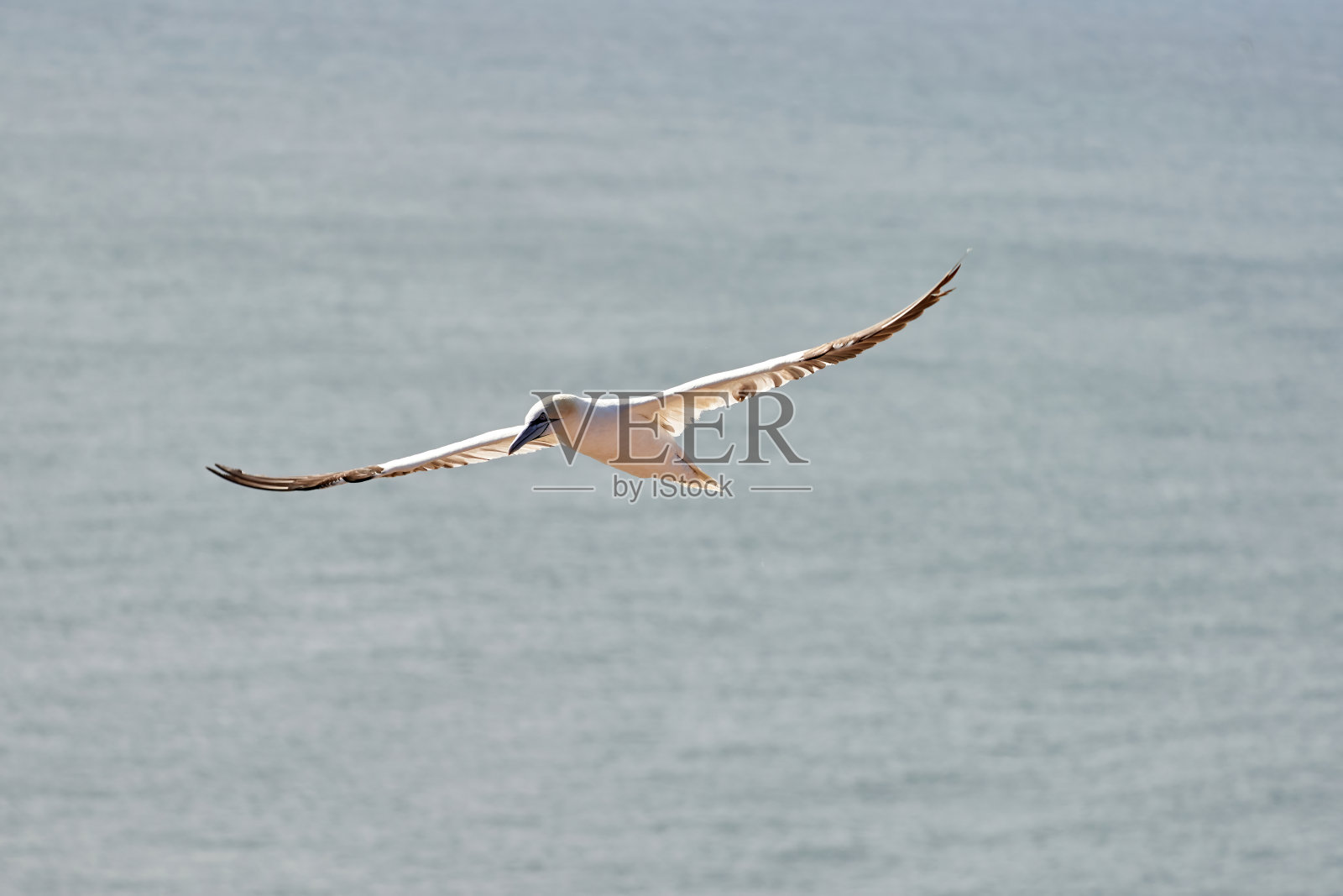 一只白色和黄色的塘鹅飞过天空,背景是蓝色和灰色的海洋照片摄影图片