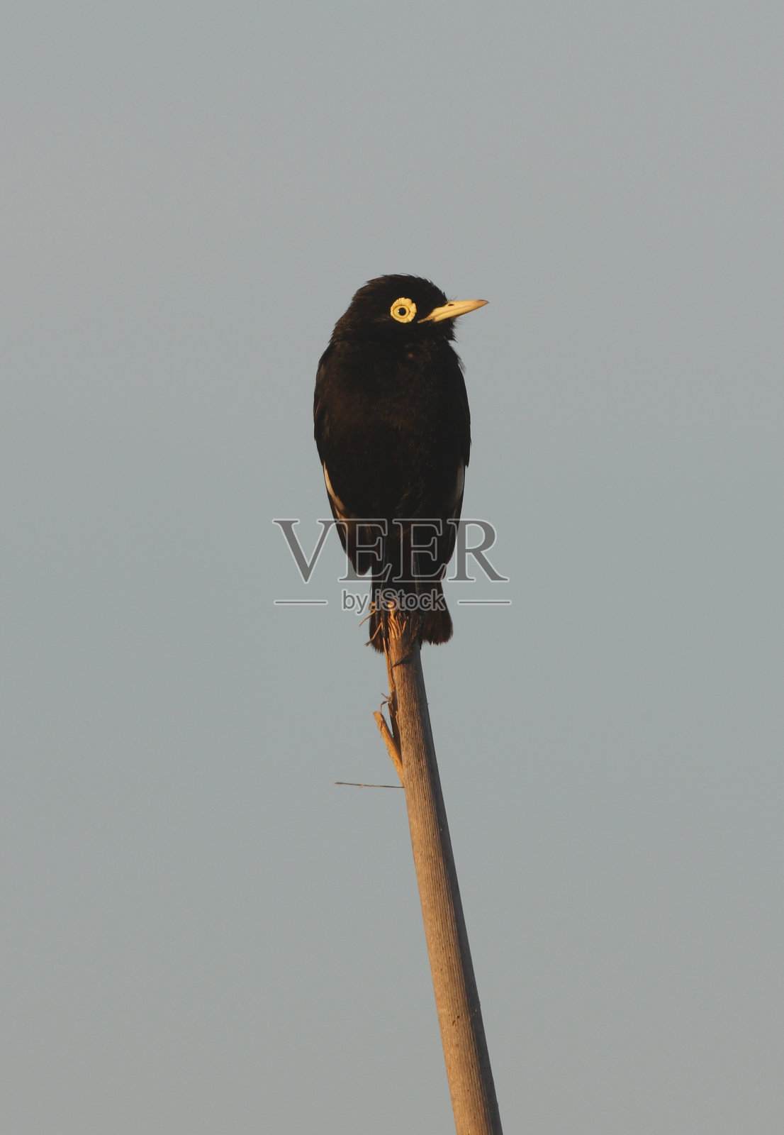 戴了眼镜的暴君照片摄影图片